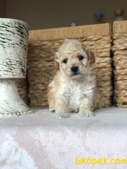 Silver Poodle 2