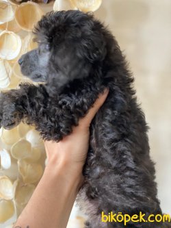Silver Poodle 2