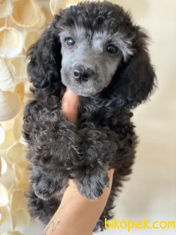 Silver Poodle 1