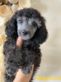 Silver Poodle 3