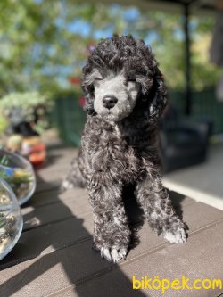 SİLVER POODLE BEBEĞİMİZ 1