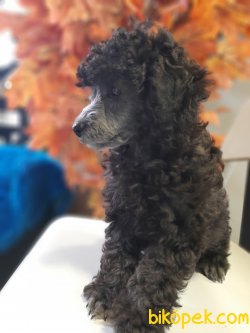 Silver Poodle Yavrumuz 3