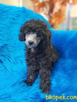 Silver Poodle Yavrumuz 2