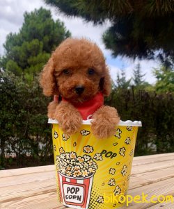 SİLVER RED WHİT TOY POODLE YAVRULARIMİZ 1