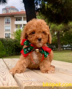 SİLVER RED WHİT TOY POODLE YAVRULARIMİZ 2