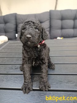 SİLVER RED WHİT TOY POODLE YAVRULARIMİZ 4