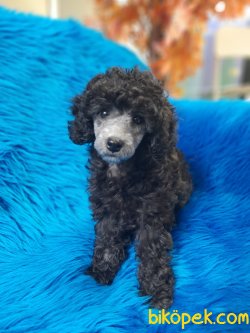 Silver Renk Toy Poodle Yavrumuz 2