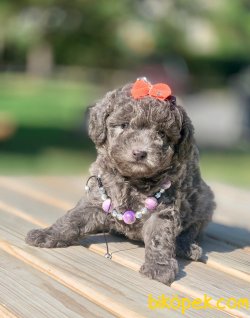 Silver Renk Toy Poodle Yavrumuz 1