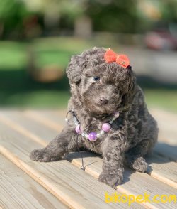 Silver Renk Toy Poodle Yavrumuz 3