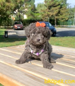 Silver Renk Toy Poodle Yavrumuz 2