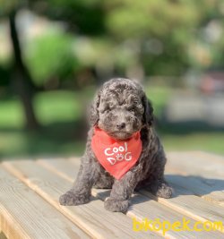 Silver Renk Toy Poodle Yavrumuz 3