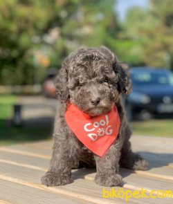 Silver Renk Toy Poodle Yavrumuz 1
