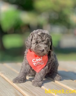 Silver Renk Toy Poodle Yavrumuz 2