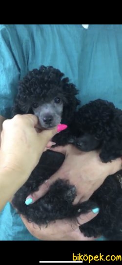 HARİKA SİLVER TOY POODLE 3