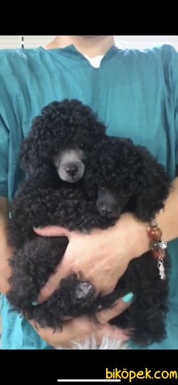 HARİKA SİLVER TOY POODLE 2