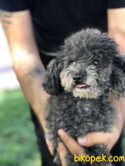 Silver Toy Poodle Dişi 3 Yaşında 1