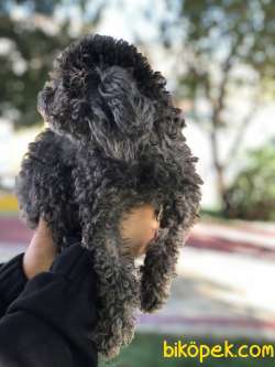 Silver Toy Poodle Dişi 3 Yaşında 2