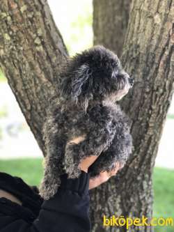 Silver Toy Poodle Dişi 3 Yaşında 3