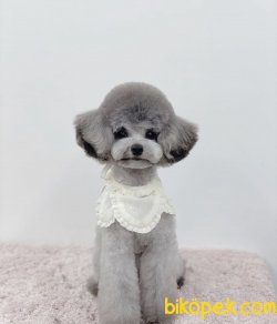 Silver Toy Poodle En Güzeli 4