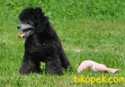 Silver Toy Poodle Nadir Renk Türkiyede Tek 2