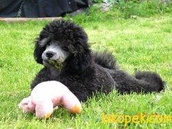 Silver Toy Poodle Nadir Renk Türkiyede Tek 3