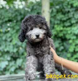 SİLVER TOY POODLE BEBEKLERİMİZ 2