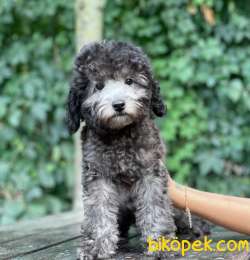 SİLVER TOY POODLE BEBEKLERİMİZ 1