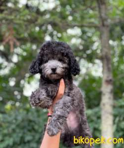 SİLVER TOY POODLE BEBEKLERİMİZ 3