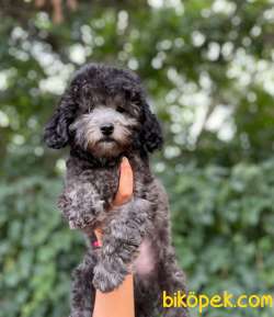 SİLVER TOY POODLE BEBEKLERİMİZ 4