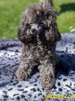 Silver Toy  Poodle Orjinal Türkiyede Nadir 3