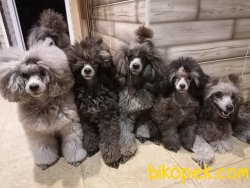 Silver Toy  Poodle Orjinal Türkiyede Nadir 2