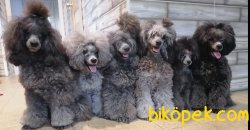 Silver Toy  Poodle Orjinal Türkiyede Nadir 1