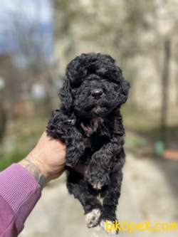 SİLVER TOY POODLE YAVRULAR 4