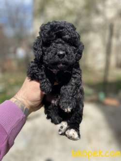 SİLVER TOY POODLE YAVRULAR 3
