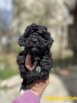 SİLVER TOY POODLE YAVRULAR 2