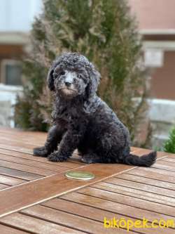 Sılver Toy Poodle Yavrularımız 2