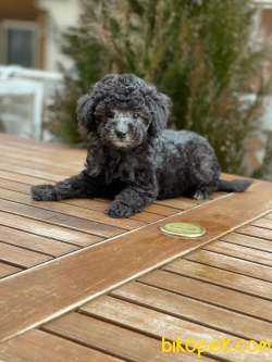 Sılver Toy Poodle Yavrularımız 1