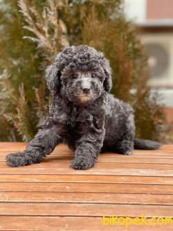 Sılver Toy Poodle Yavrularımız 3