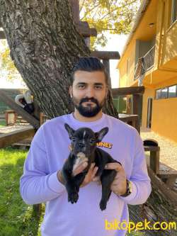SİMSİYAH FRENCH BULLDOG YAVRULARI 2