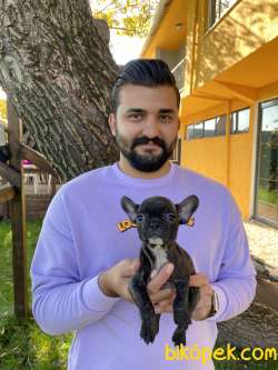 SİMSİYAH FRENCH BULLDOG YAVRULARI 3