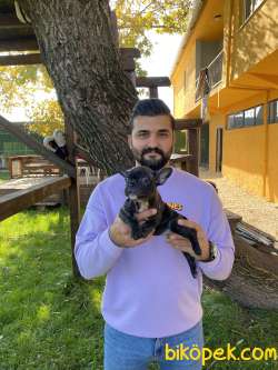 SİMSİYAH FRENCH BULLDOG YAVRULARI 1