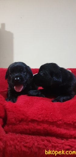 Siyah Labrador Yavrularımız 3
