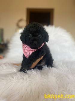 Simsiyah Tüy Dökmeyen Kömür Gözlü Toy Poodle Anbe Altından 3