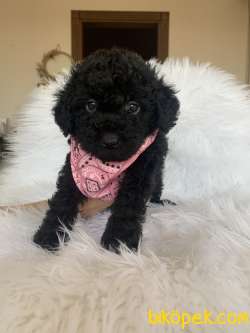 Simsiyah Tüy Dökmeyen Kömür Gözlü Toy Poodle Anbe Altından 1