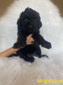 Simsiyah Tüy Dökmeyen Kömür Gözlü Toy Poodle Anbe Altından 5