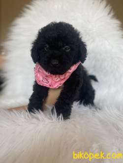 Simsiyah Tüy Dökmeyen Kömür Gözlü Toy Poodle Anbe Altından 4