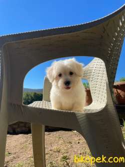 ŞİRİN MALTİPO 3