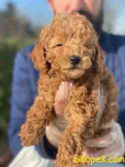 ŞİRİN PASAPORTLU 1.SINIF POODLE YAVRULARIMIZ 2