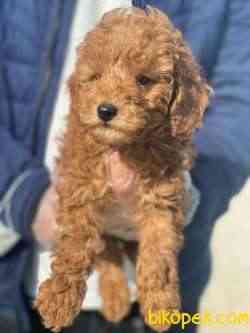 ŞİRİN PASAPORTLU 1.SINIF POODLE YAVRULARIMIZ 3