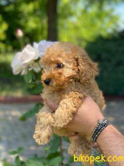 ŞİRİN PASAPORTLU POODLE YAVRULARIMIZ 3